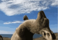 穿越火线还能活几年