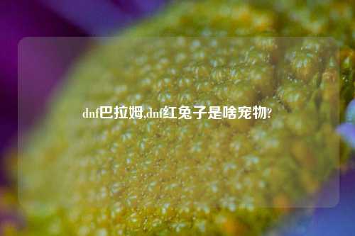 dnf巴拉姆,dnf红兔子是啥宠物?
