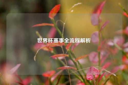 世界杯赛事全流程解析