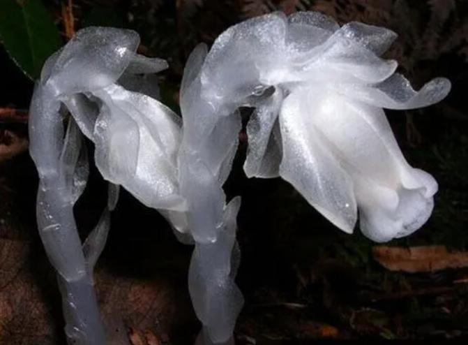 灾难的征兆哪里多（一个民族的兴盛和衰退有哪些征兆表现）