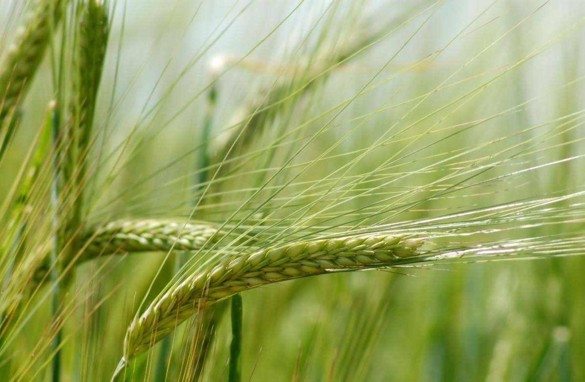 增大药剂,lol大虫子能变多大?