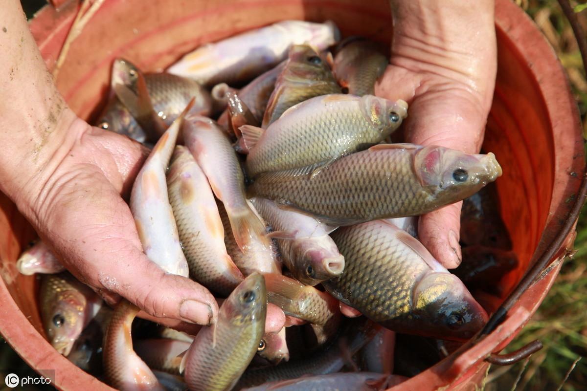 中精股池(精养鱼池建设标准)